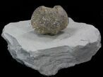 Pyrite Replaced Brachiopod Mounted On Shale #35130-1
